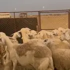 ضان حرش