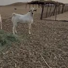 تيس فحل بيشي