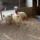 ذبايح برية والاسعار طيبة