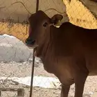 خبشه طيبه غرب محايل