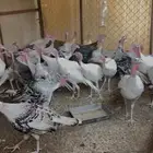 دجاج رومي
