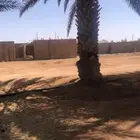نخل مثمر
