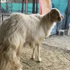 فحل ضان اصفر