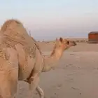 بكره