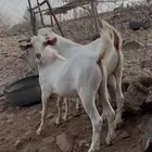 تيوس بيشي برص