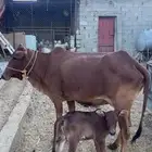 بقر منتج تحتها حسيل الموقع النماص حلباء