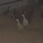 بط للبيع جمله العدد 11