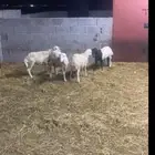 العدد اربعه كباشه