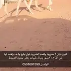 للبيع نياق لقحه وضريبه ابل كفو