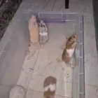 هامسترات سوريه للبيع