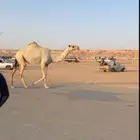 شقحة
