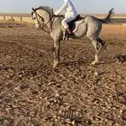 حصان انجليزي معه اوراق للبيع البيع مستعجل