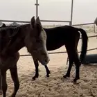 مهره ومهر شعبيه للبيع