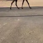 للبيع بكره كفو