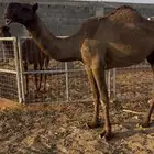 ضرايب صفر