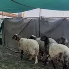 غنم مضاريع شرررط