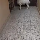 خاروف هريفي انباع