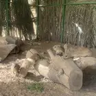 الصخري