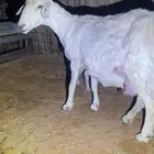 شاه متبع