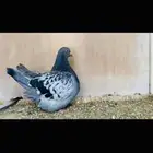 فحل فرش حامل لمن