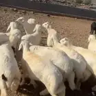 طليان نضيفه العدد 21