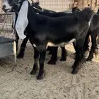 جذعه وثنيه ا عوارض طيبه