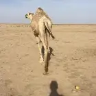 للبيع قعود قصب
