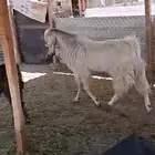 تيس فحل
