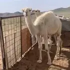 حشو قصب عددها 6 قعدان