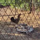 دجاجه بلدي منتجه