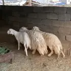 ضان حريه