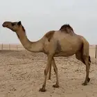 للبيع ناقه ثنو