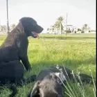 جرو مالينو اسود black malino