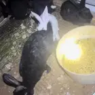 ارانب
