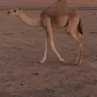 للبيع بكره فطيم طيبه