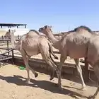 قعدان مستورد الطوقي