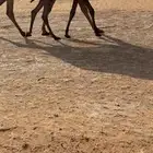 قعود دبياني كفو