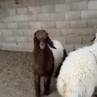 نعيم