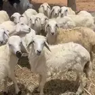 بهم تربيه رخال وطليان ا حريات سلايمه شرط الموقع الوادي