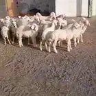 بهم تربيه وذبايح ثلاجه
