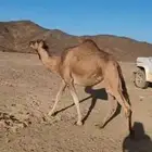 بكره للبيع حمرا