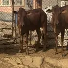 عجول او حسلان للبيع بلدي