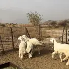 3 طليان ورخل
