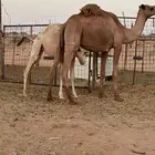 عشراء