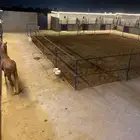 ايواء خيل في ذهبان