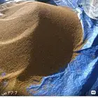 بذر برسيم عربي جديد