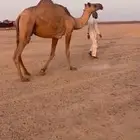 رحول شعلاء شرط مقام ومبرك الموقع مشاش بن جازي