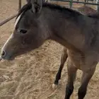 مهره شعبيه دهما