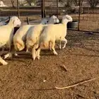 رخال نظاف البيع جمله وتفريد