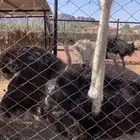 للبيع زوجين منتجات الموقع حايل